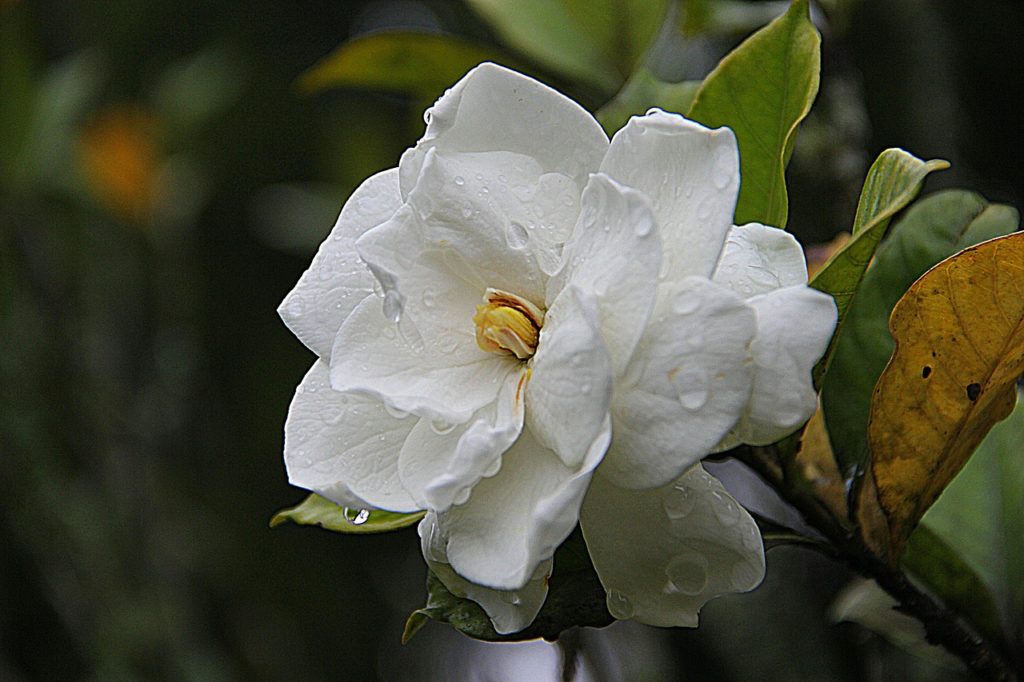 gardenia-178719_1280 (1)